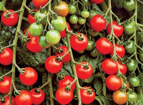 помидоры рассаду
