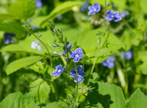 Veronica filiformis