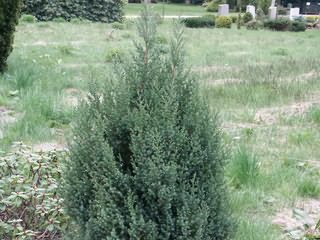 Juniperus chinensis