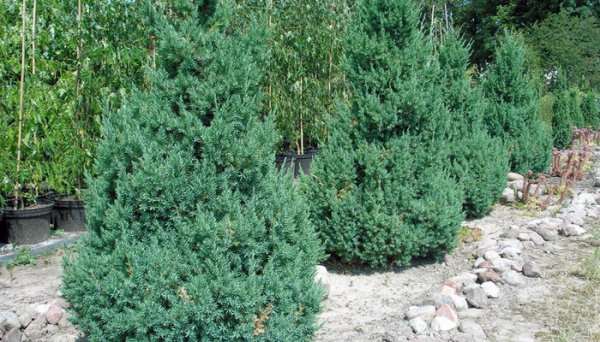 Juniperus chinensis