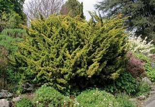 Juniperus chinensis