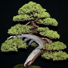 Juniperus chinensis