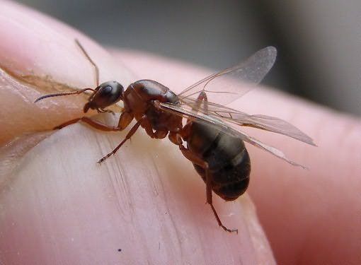 крылатых муравьев
