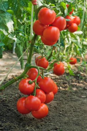 томатов открытом грунте
