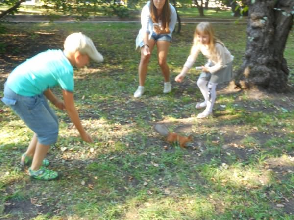 Sciurus vulgaris