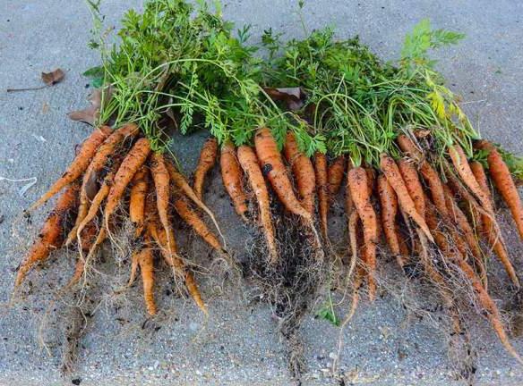 подкармливать морковь