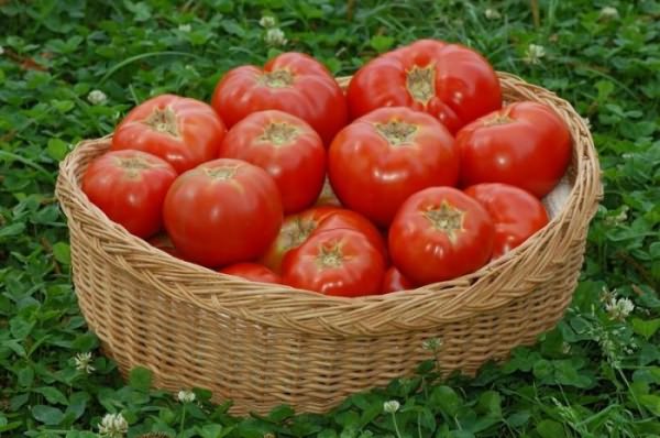 удобрения помидоров