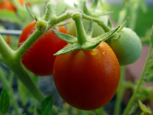 маленькие помидоры томаты