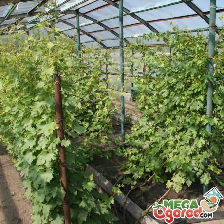 выращивания винограда