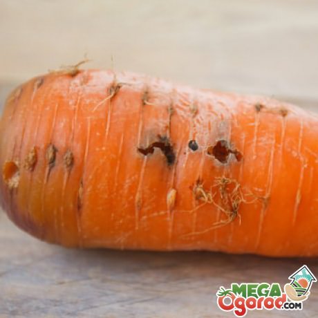 моркови борьба