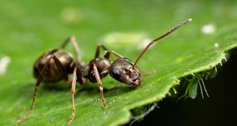 муравьев грядке