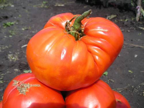 томатов устойчивых