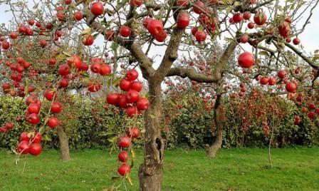 яблоней весной