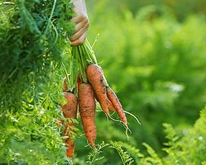 болезней моркови