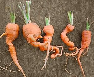 моркови открытом грунте