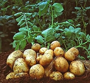 поливать картофель