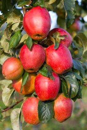 колонновидных яблонь груш