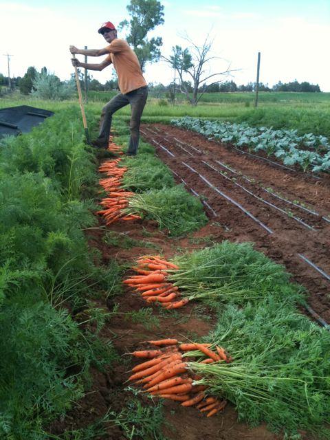 выкапывают морковь