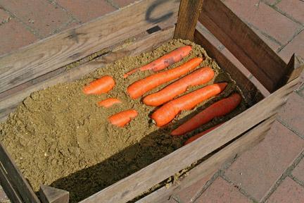 выкапывают морковь
