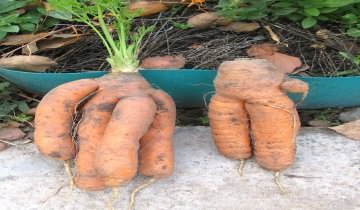 Изображение уродливой моркови - результат неправильной подготовки почвы