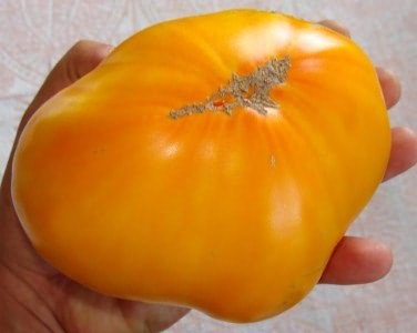 лучшие сорта томатов