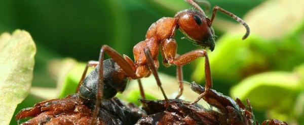 муравьев грядках
