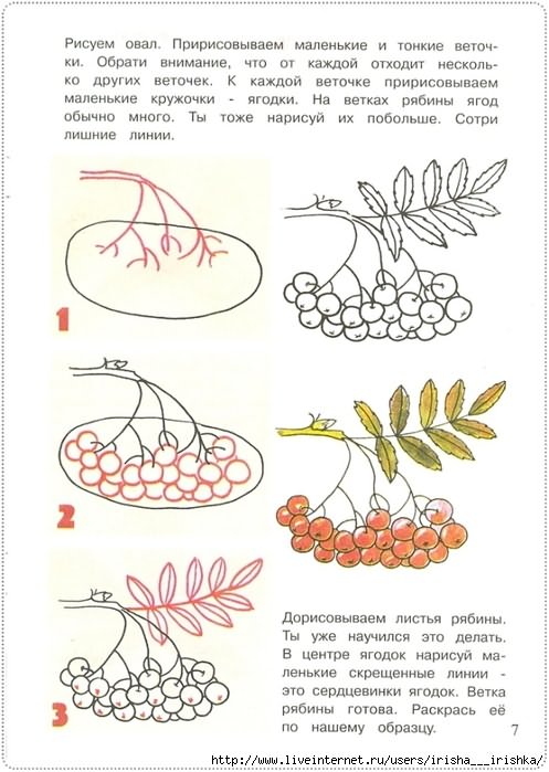 нарисовать рябину