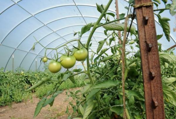 Собственный огород - что следует знать о выращивании овощей?