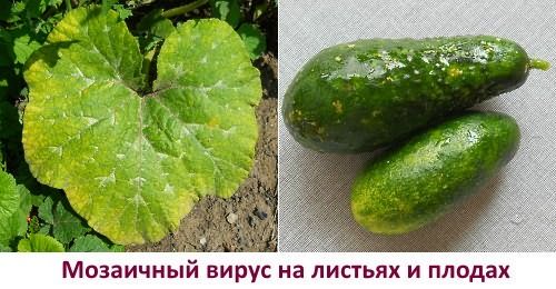 мучнистой росой