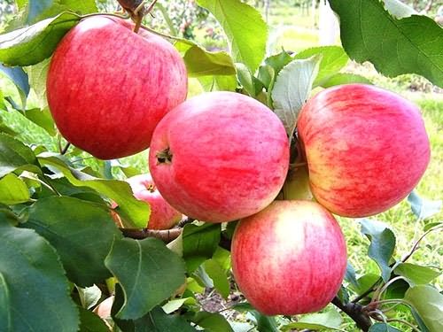 сорта яблонь