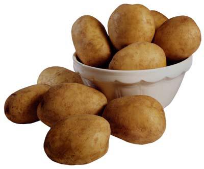 картофеля «Рокко»