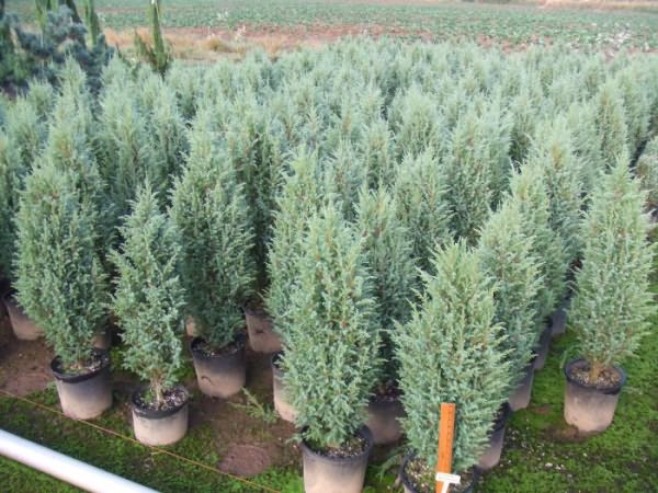 Juniperus chinensis