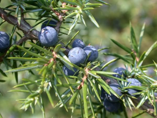 Juniperus chinensis