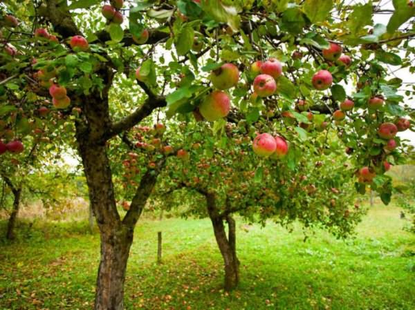вырастить яблоню