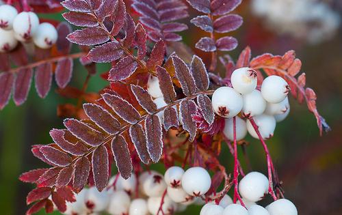 Sorbus aucuparia