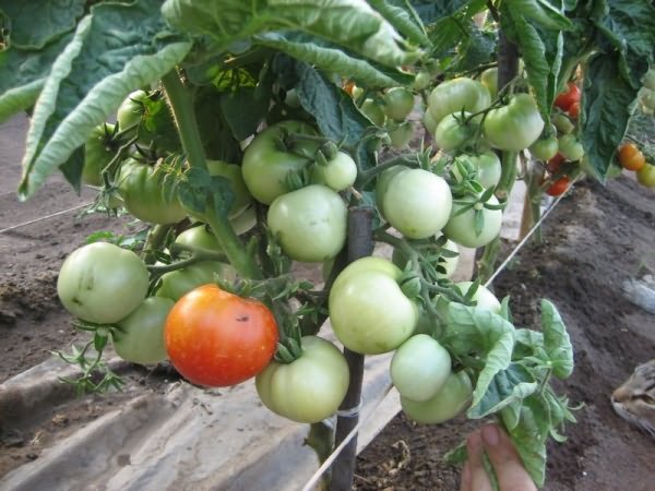 пасынковать томаты