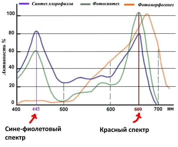 томат