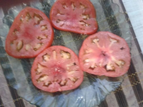трескаются помидоры теплице