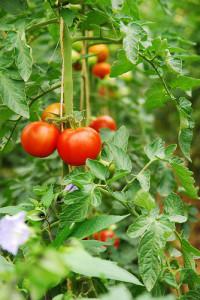 сажать помидоры рассаду