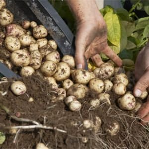 посадки картофеля