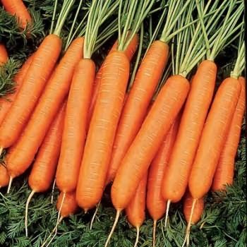 морковь