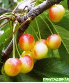 рода Prunus