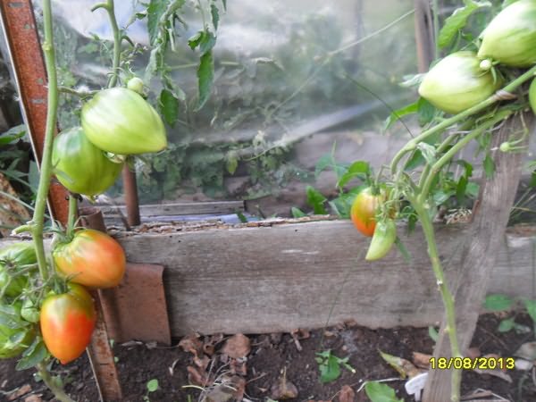 томатов теплиц
