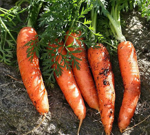 вредители моркови борьба