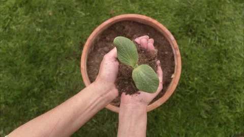 выращивать арбузы