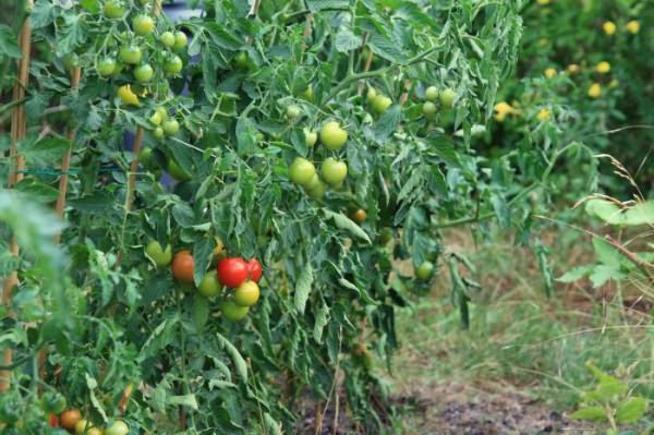 помидоров открытом грунте
