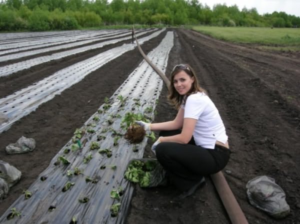 перца баклажанов