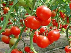 выращивания томатов