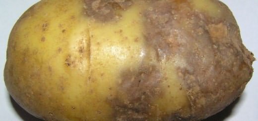 болезнями картофеля