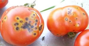 болезни помидорной рассады